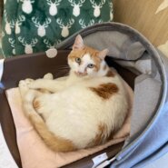 【保護猫】小春推定8歳♀白茶