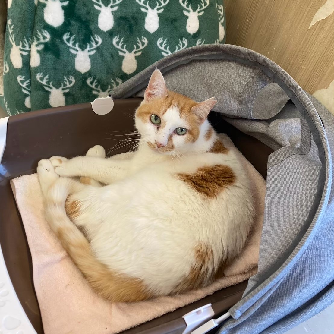 【保護猫】小春推定8歳♀白茶