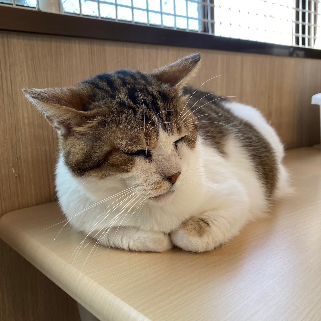 【保護猫】マルクル推定13歳♂キジ