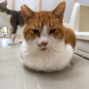 【保護猫】りゅう推定9歳♂茶白