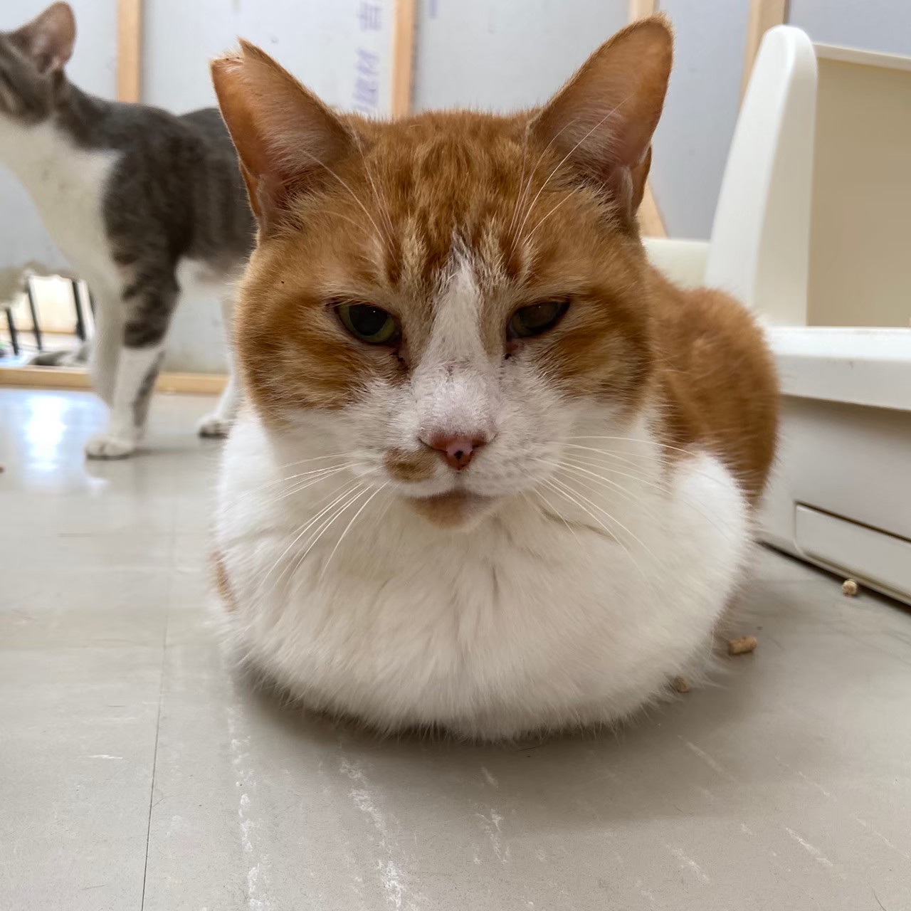 【保護猫】りゅう推定9歳♂茶白