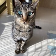 【保護猫】あお推定8歳8ヶ月♂️キジ