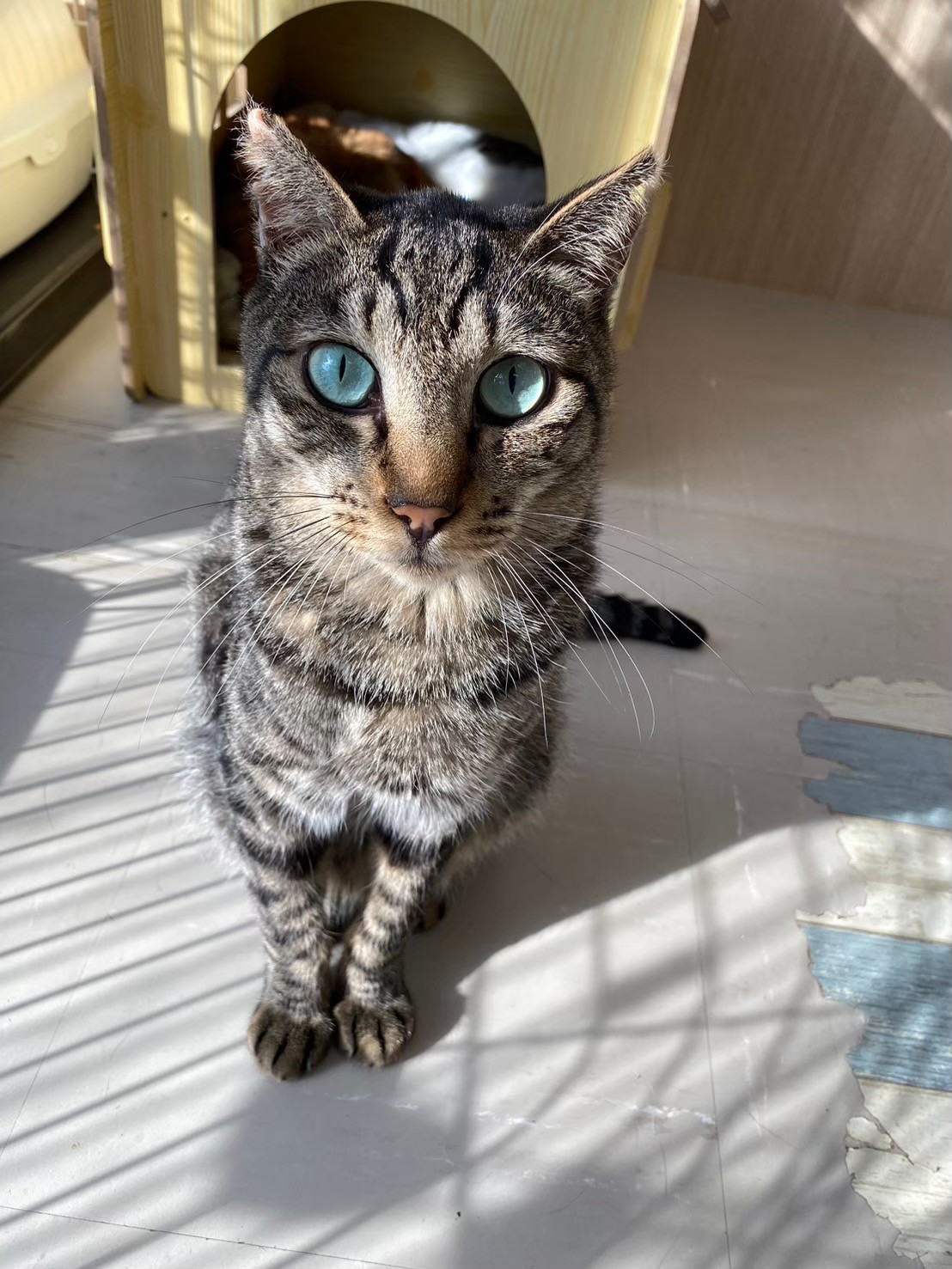 【保護猫】あお推定8歳8ヶ月♂️キジ