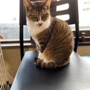 【保護猫】さつき推定4歳♀キジ白