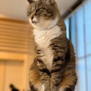 【保護猫】ちび推定10歳♀キジ白