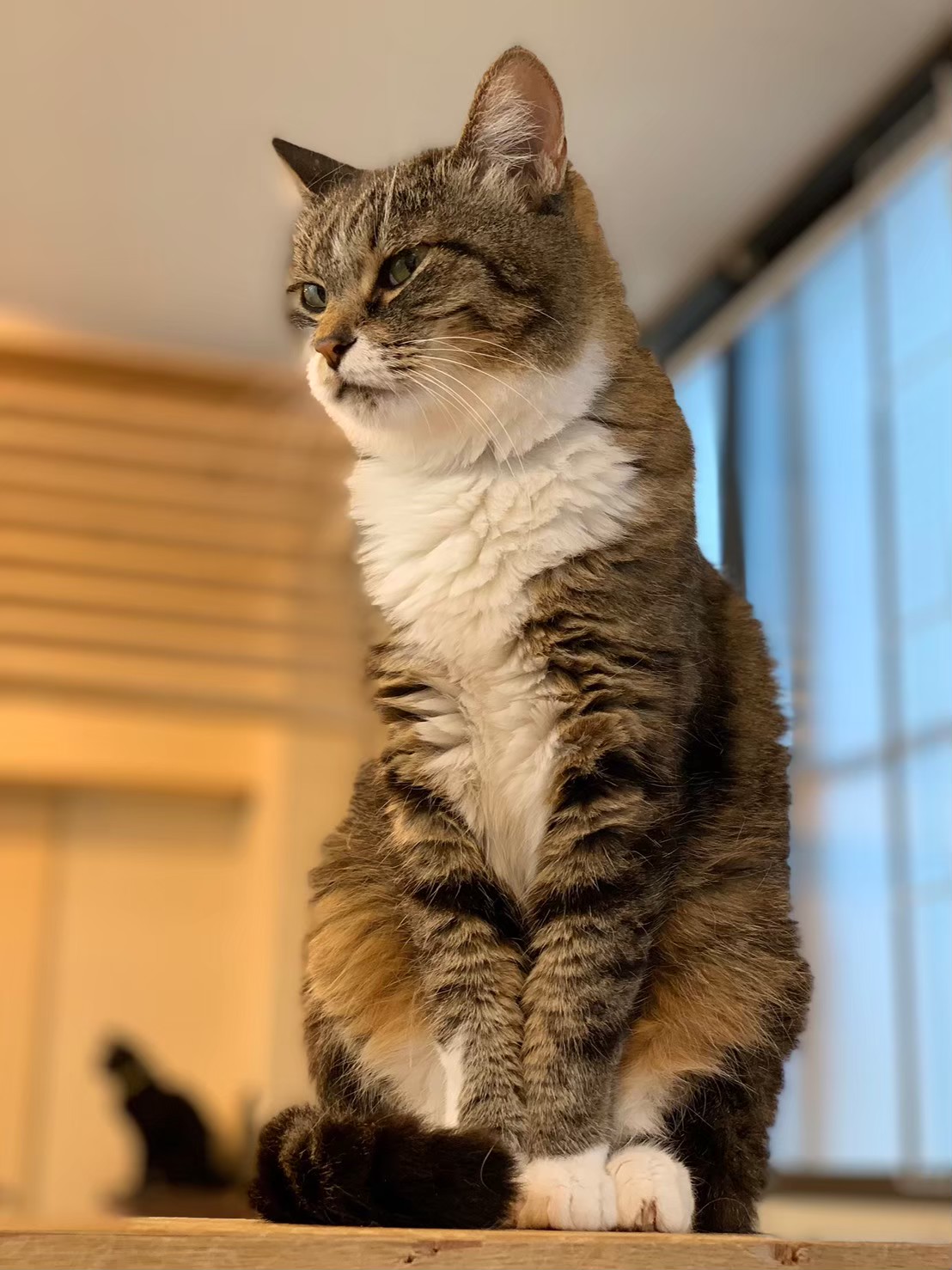 【保護猫】ちび推定10歳♀キジ白