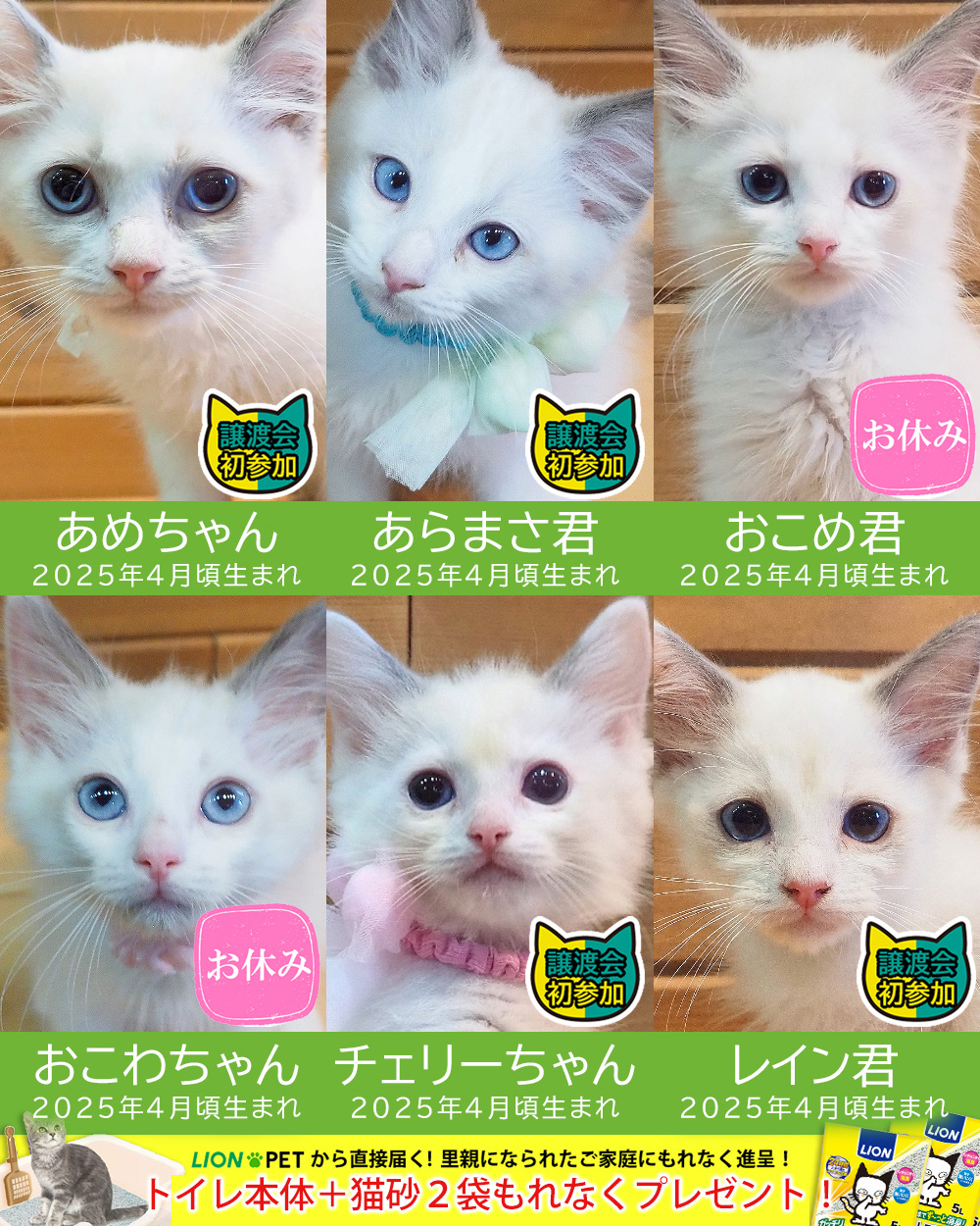 子猫だけ19匹［ラグドール子猫4匹います］★みよし市