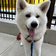 おっとりハチちゃん