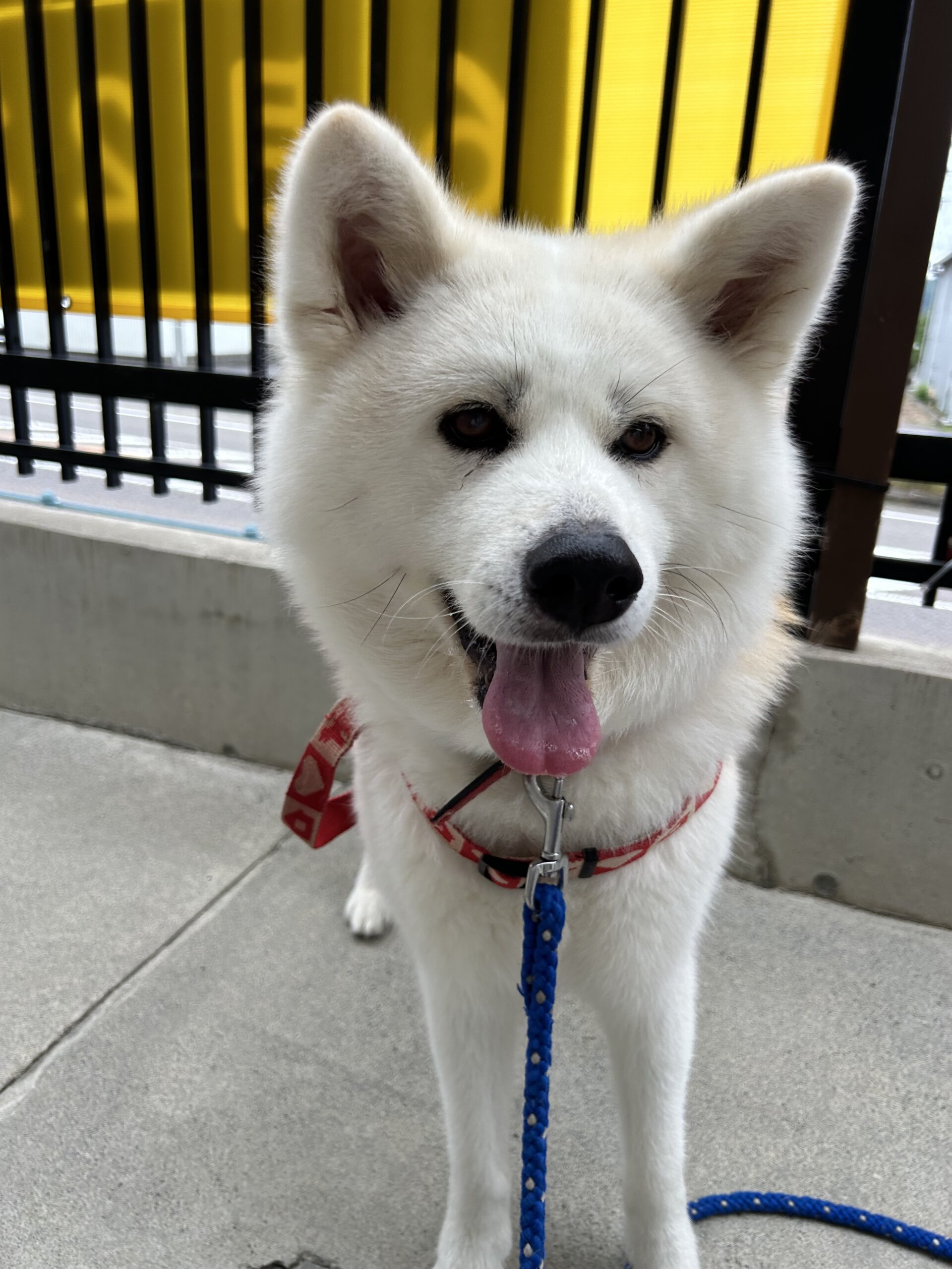 おっとりハチちゃん