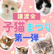 子猫16匹を含む29匹「子猫まつり第一弾」みよし市