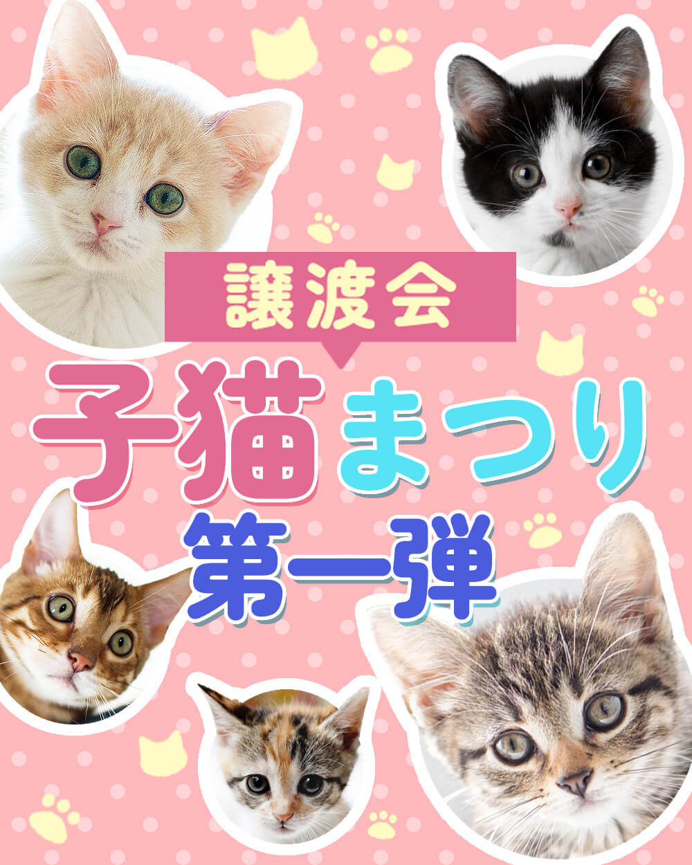 子猫16匹を含む29匹「子猫まつり第一弾」みよし市