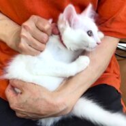 キュートなシロちゃん（首輪あり）