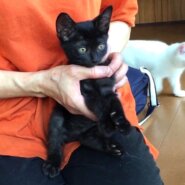 甘え坊のクロくん