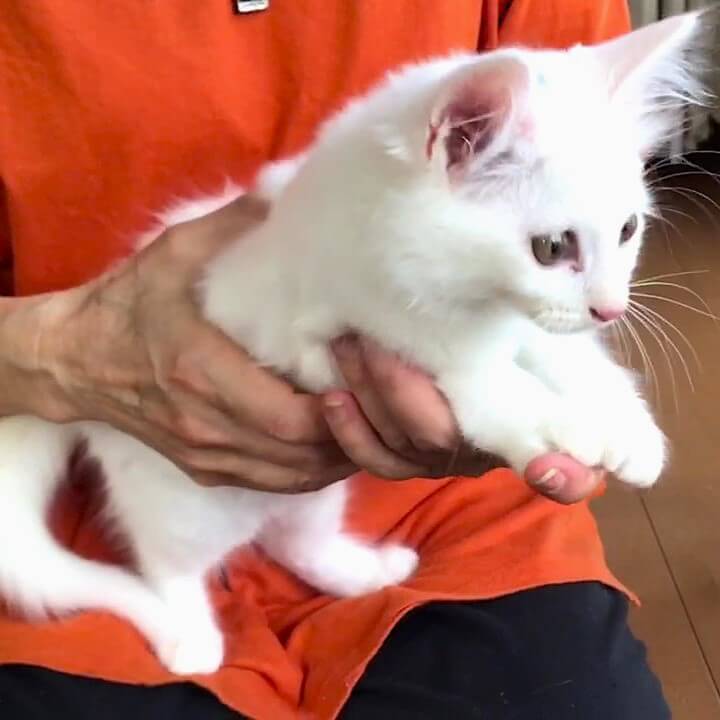 キュートなシロちゃん（首輪なし）