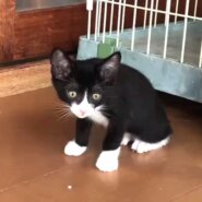 イケメンなハチワレくん