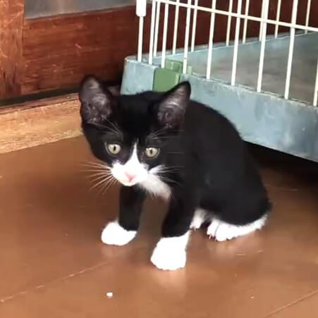 イケメンなハチワレくん