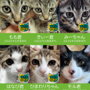 【子猫まつり】子猫25匹含む30匹★みよし市