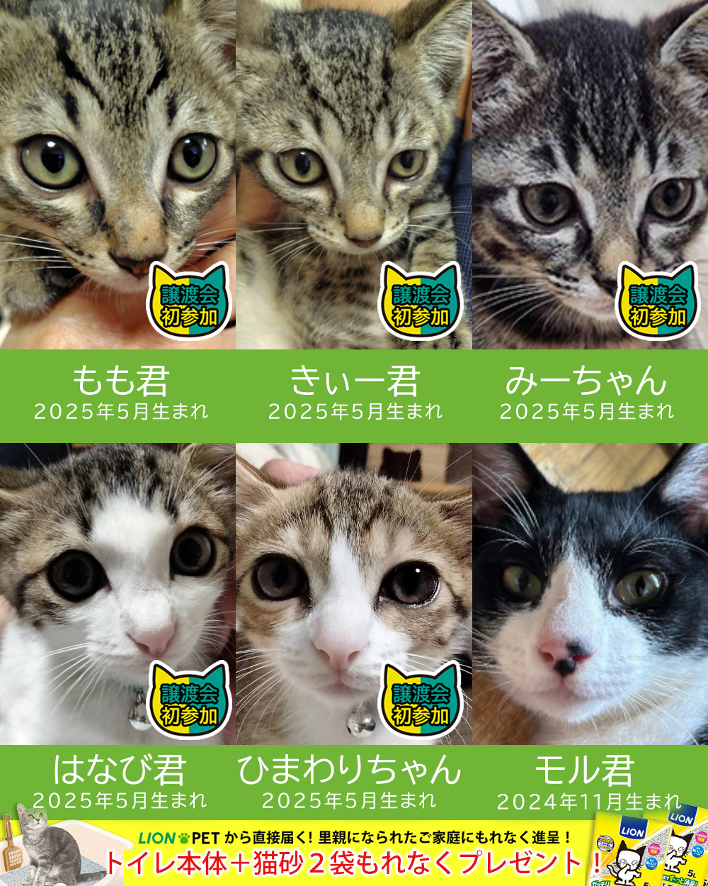 【子猫まつり】子猫25匹含む30匹★みよし市