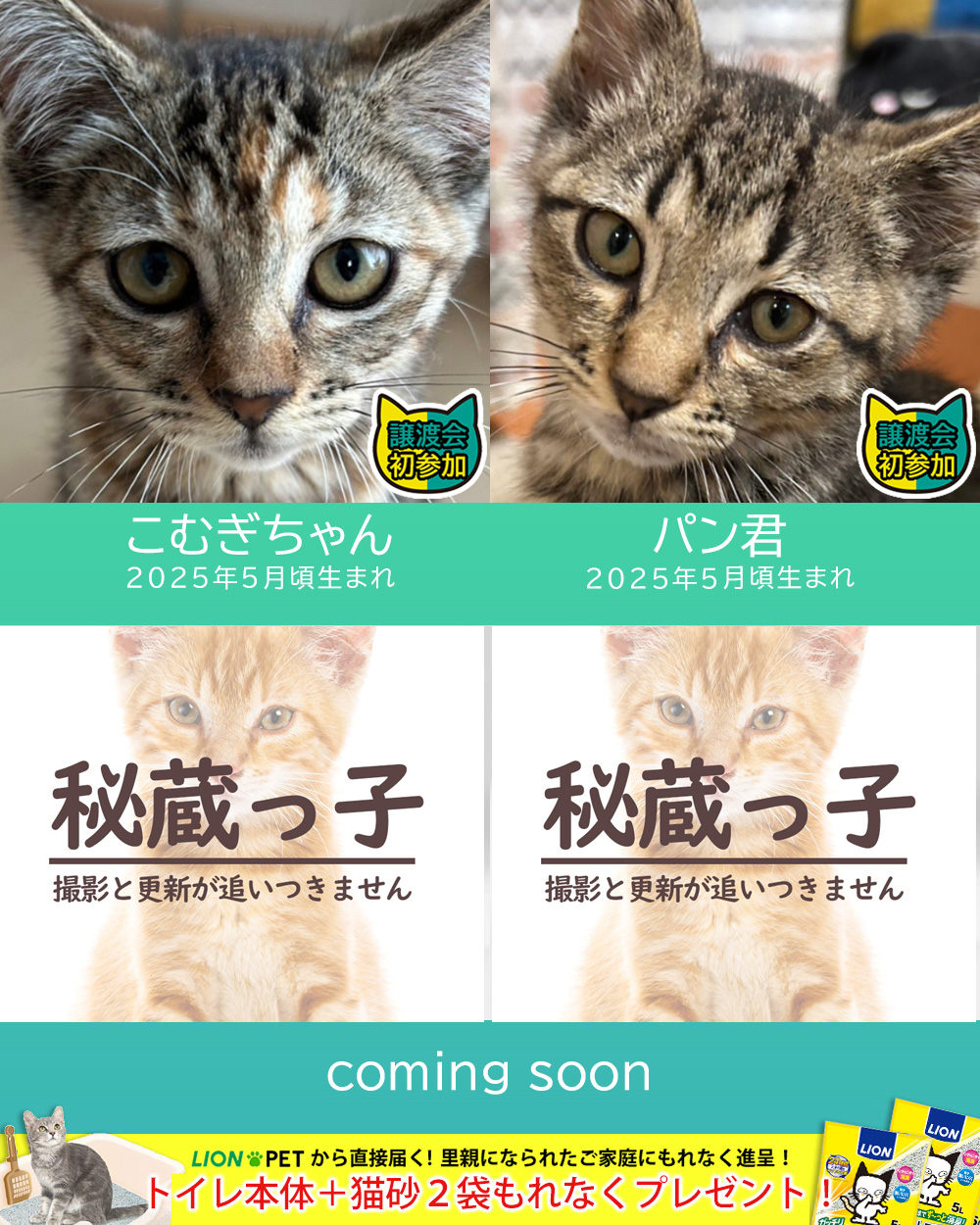 臨時開催!!子猫15匹+成猫5匹の譲渡会★みよし市
