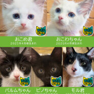 【子猫まつり第3弾】27匹の譲渡会★みよし市