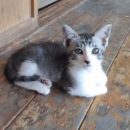 見た目はクールだけど、とっても優しいサバくん