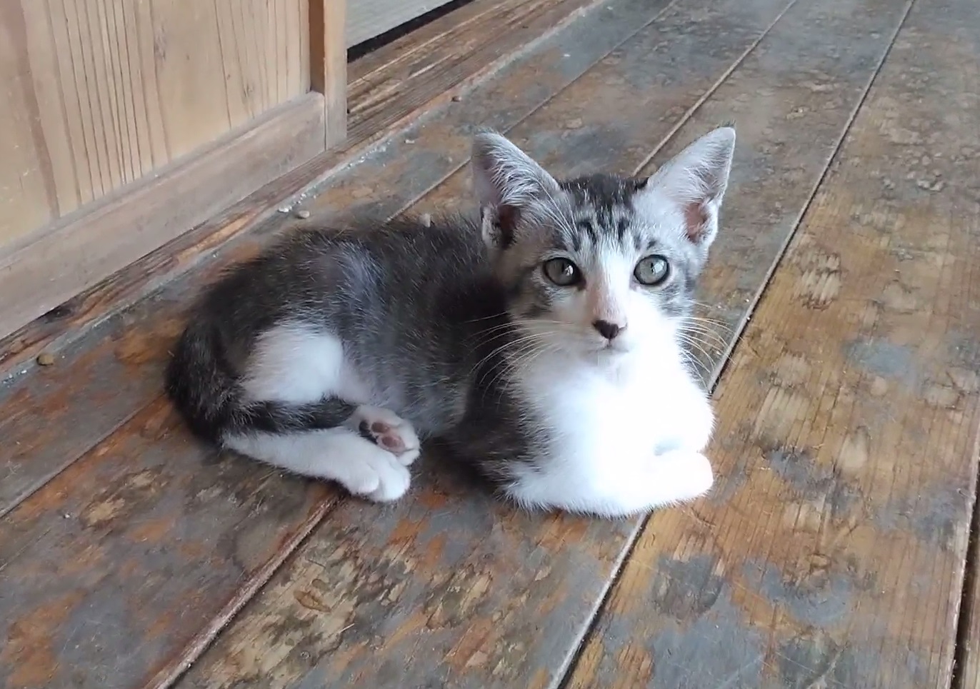 見た目はクールだけど、とっても優しいサバくん