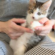 ぽやっとかわいい人間大好きなおとこのこ♡