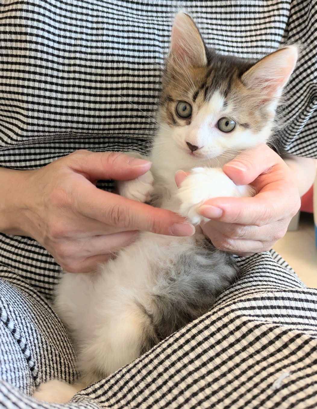 ぽやっとかわいい人間大好きなおとこのこ♡