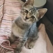 2ヶ月の女の子人慣ればっちり、超お利口さん