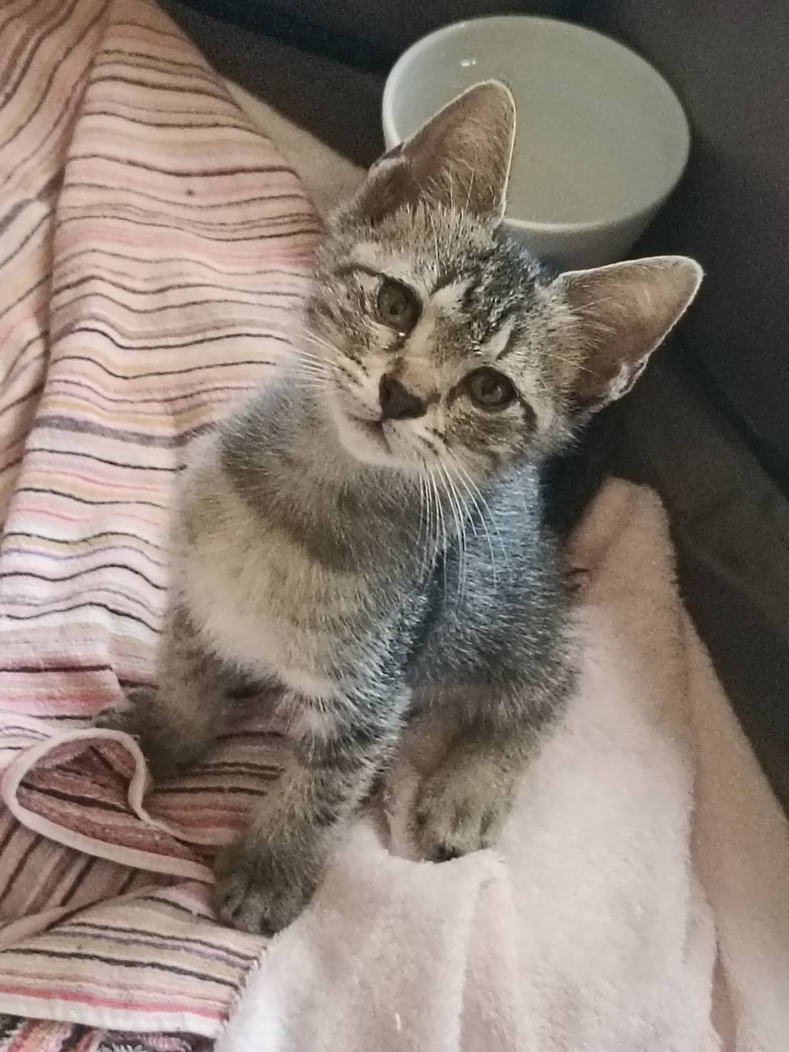 2ヶ月の女の子人慣ればっちり、超お利口さん