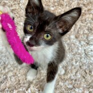 元気いっぱい！人間大好き♡マスク模様の男の子