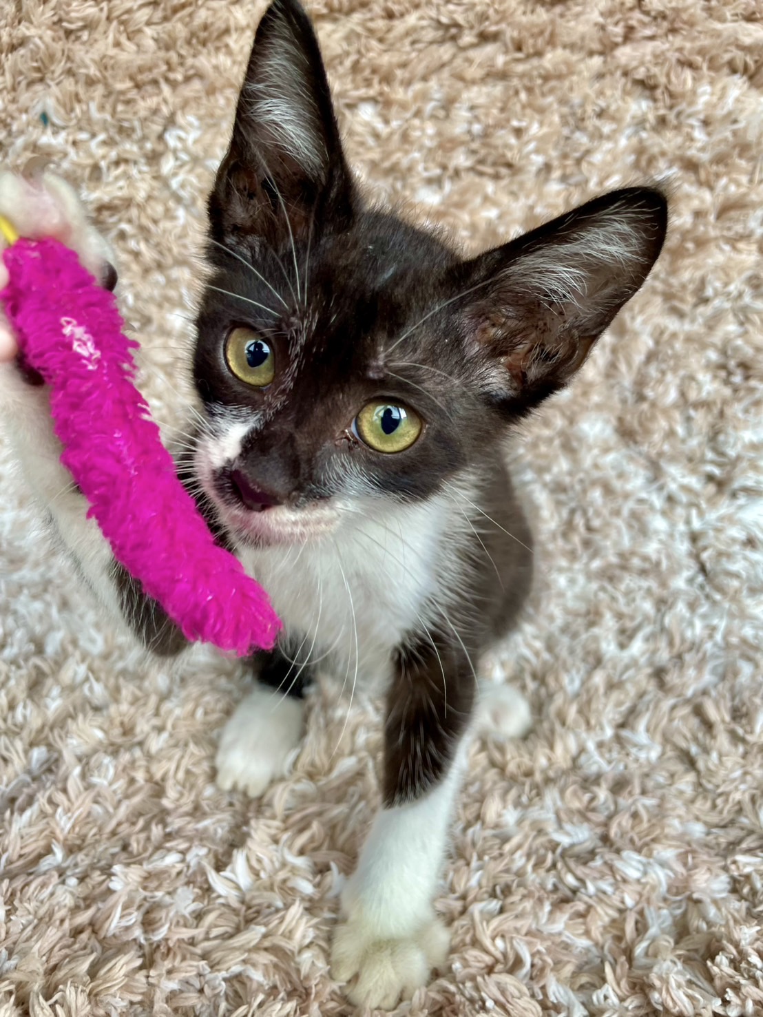 元気いっぱい！人間大好き♡マスク模様の男の子