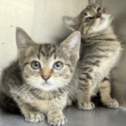 元気いっぱい☆超かわいいキジトラボーイズ