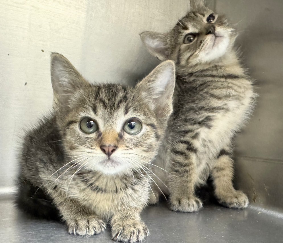 元気いっぱい☆超かわいいキジトラボーイズ