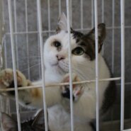 ちゅーるがお好き☆なつこい白キジのジェニーちゃん💛