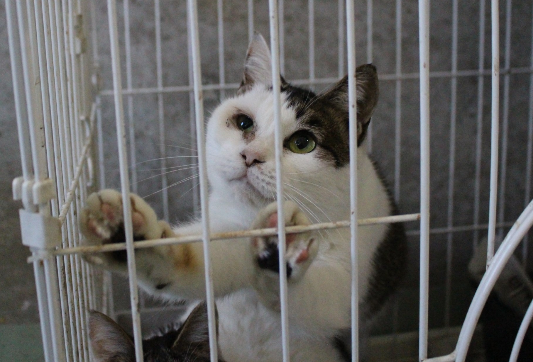 ちゅーるがお好き☆なつこい白キジのジェニーちゃん💛