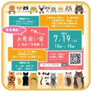 緊急開催！子猫さんのお見合い会