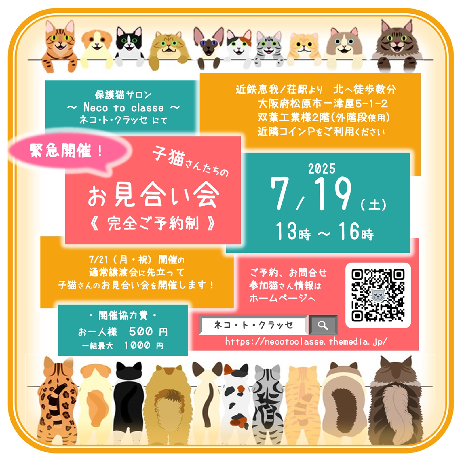 緊急開催！子猫さんのお見合い会