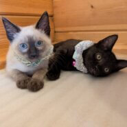 in春日井市☆子猫がいっぱい☆保護猫達を暖かいオウチに迎えよう☆2025年7月5日（土）～ 非営利団体「ちーむ にゃいんず」