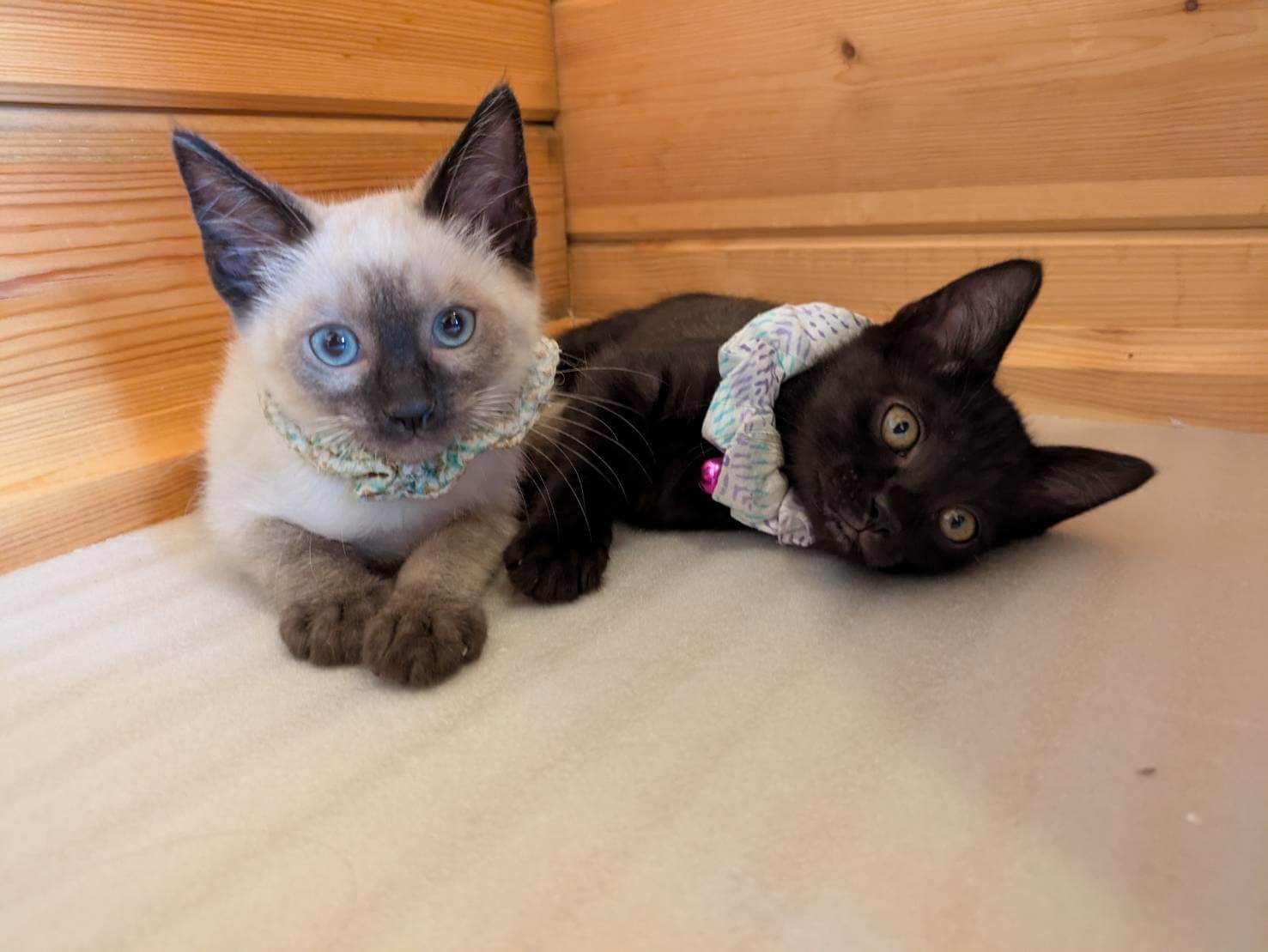 in春日井市☆子猫がいっぱい☆保護猫達を暖かいオウチに迎えよう☆2025年7月5日（土）～ 非営利団体「ちーむ にゃいんず」