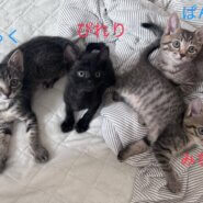 in岡崎市☆子猫がいっぱい☆保護猫達を暖かいオウチに迎えよう☆2025年7月5日（土）～ 非営利団体「ちーむ にゃいんず」