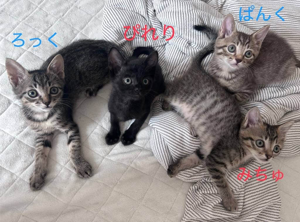 in岡崎市☆子猫がいっぱい☆保護猫達を暖かいオウチに迎えよう☆2025年7月5日（土）～ 非営利団体「ちーむ にゃいんず」