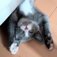 in江南市☆子猫祭り☆保護猫達をオウチに迎えよう☆2025年7月13日（日）～ 非営利団体「ちーむ にゃいんず」