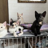 in名古屋市☆子猫祭り☆保護猫達をオウチに迎えよう☆2025年7月13日（日）～ 非営利団体「ちーむ にゃいんず」