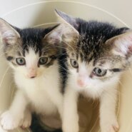 in岡崎市☆子猫がいっぱい☆保護猫達を暖かいオウチに迎えよう☆2025年7月19日（土）～ 非営利団体「ちーむ にゃいんず」