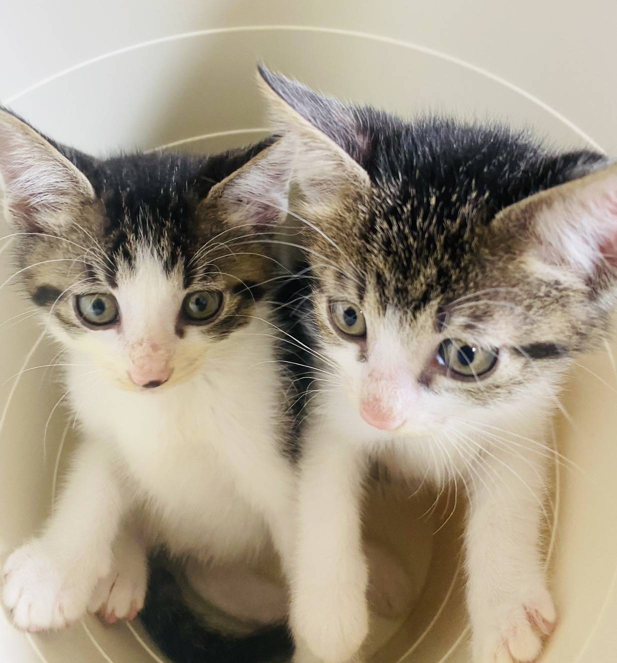 in岡崎市☆子猫がいっぱい☆保護猫達を暖かいオウチに迎えよう☆2025年7月19日（土）～ 非営利団体「ちーむ にゃいんず」