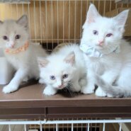 in岡崎市☆保護猫達をオウチに迎えよう☆2025年7月21日（祝）～ 非営利団体「ちーむ にゃいんず」