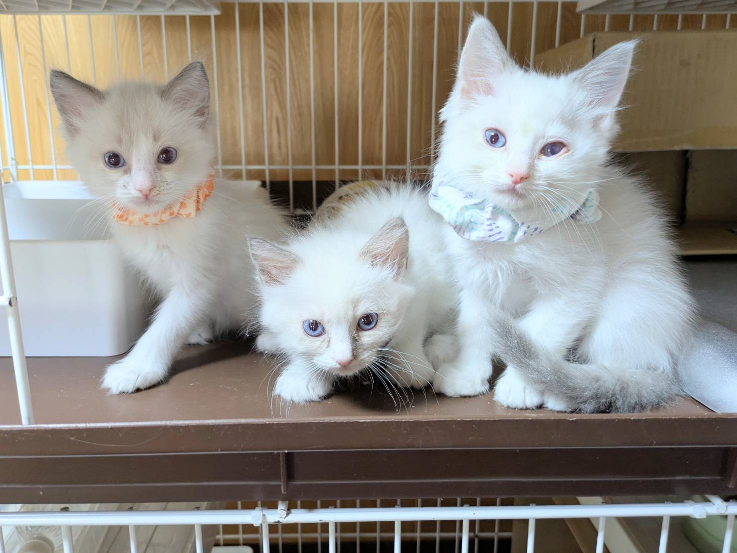 in岡崎市☆保護猫達をオウチに迎えよう☆2025年7月21日（祝）～ 非営利団体「ちーむ にゃいんず」