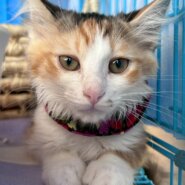 in春日井市☆子猫がいっぱい☆保護猫達を暖かいオウチに迎えよう☆2025年7月26日（土）～ 非営利団体「ちーむ にゃいんず」