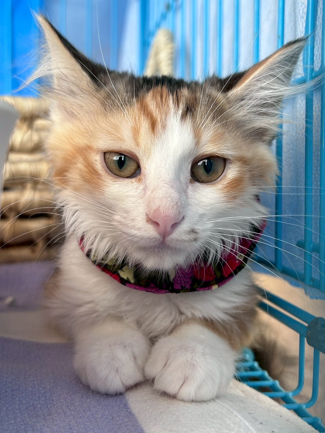 in春日井市☆子猫がいっぱい☆保護猫達を暖かいオウチに迎えよう☆2025年7月26日（土）～ 非営利団体「ちーむ にゃいんず」